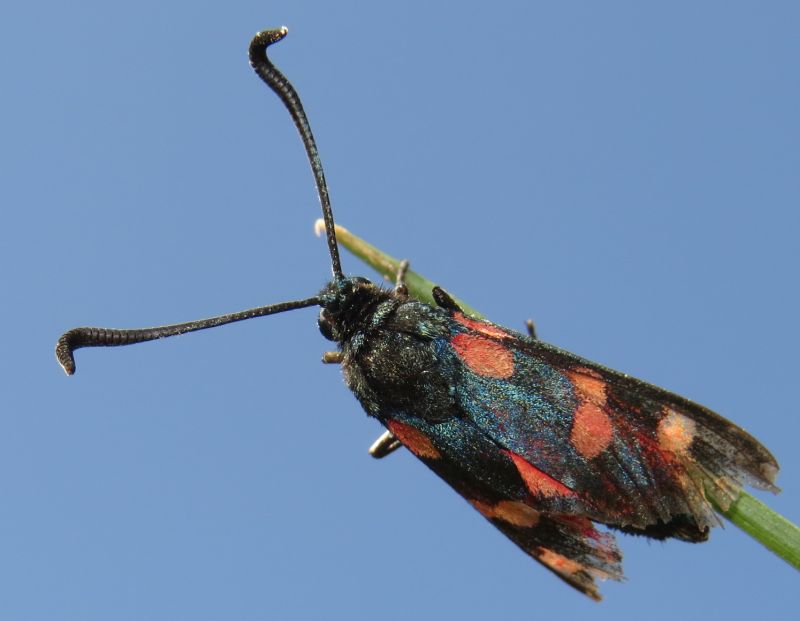 Zigene siciliane - Zygaena (Zygaena) filipendulae